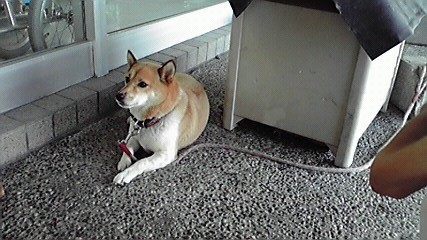 f:id:benishimamenou:20110815210813j:image:w360