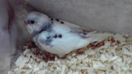 f:id:benishimamenou:20121014154233j:image:w360