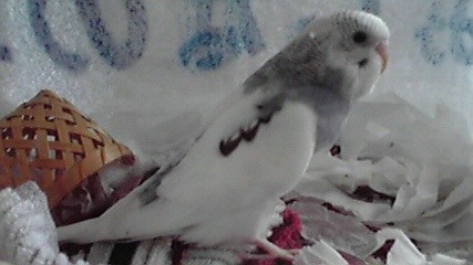 f:id:benishimamenou:20121027203436j:image:w360