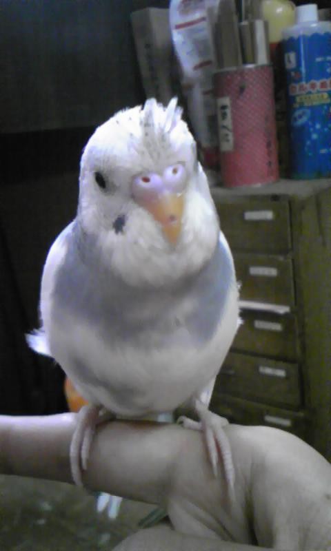 f:id:benishimamenou:20121121124049j:image:w360