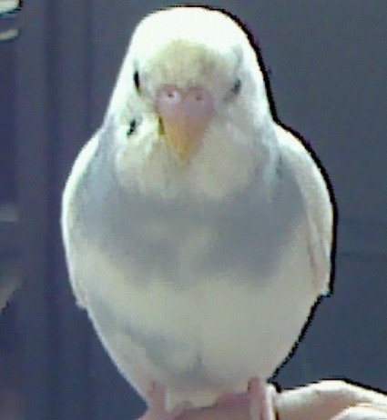 f:id:benishimamenou:20121227124200j:image:w360
