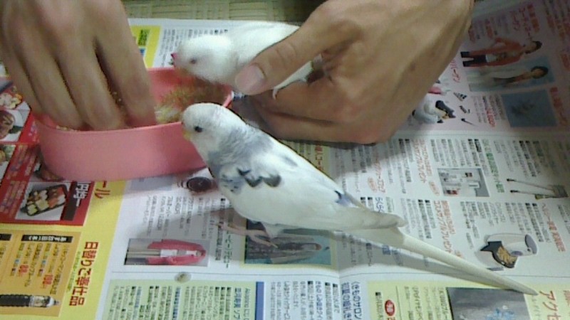 f:id:benishimamenou:20130524084009j:image:w360