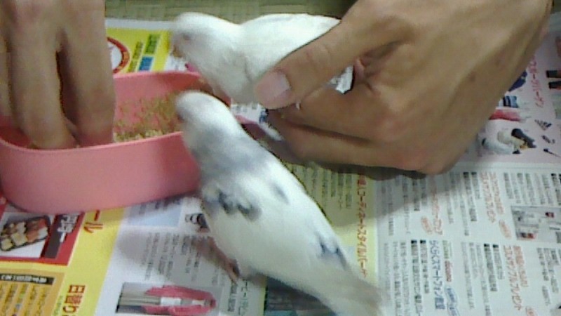 f:id:benishimamenou:20130524191210j:image:w360