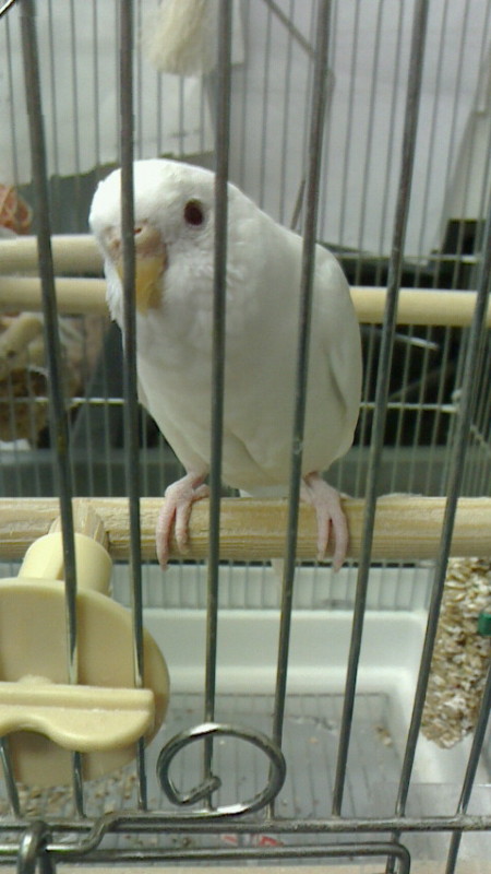 f:id:benishimamenou:20131207213608j:image:w360