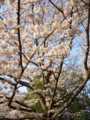 2010桜②
