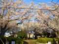 公園の桜2010