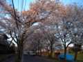 2010利根運河の桜④