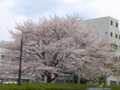 2010病院の桜