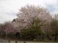 2010職場の桜