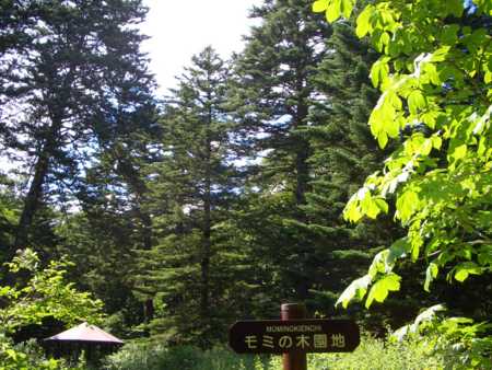 森林植物園④　モミの木