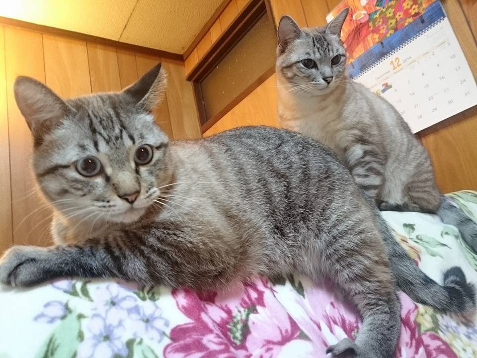 f:id:benkaku:20161206091941j:plain f:id:benkaku:20161206091941j:plain
