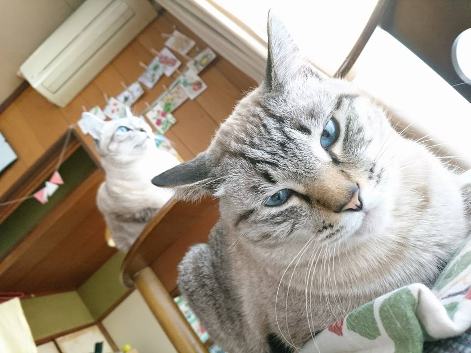 f:id:benkaku:20180104145938j:plain