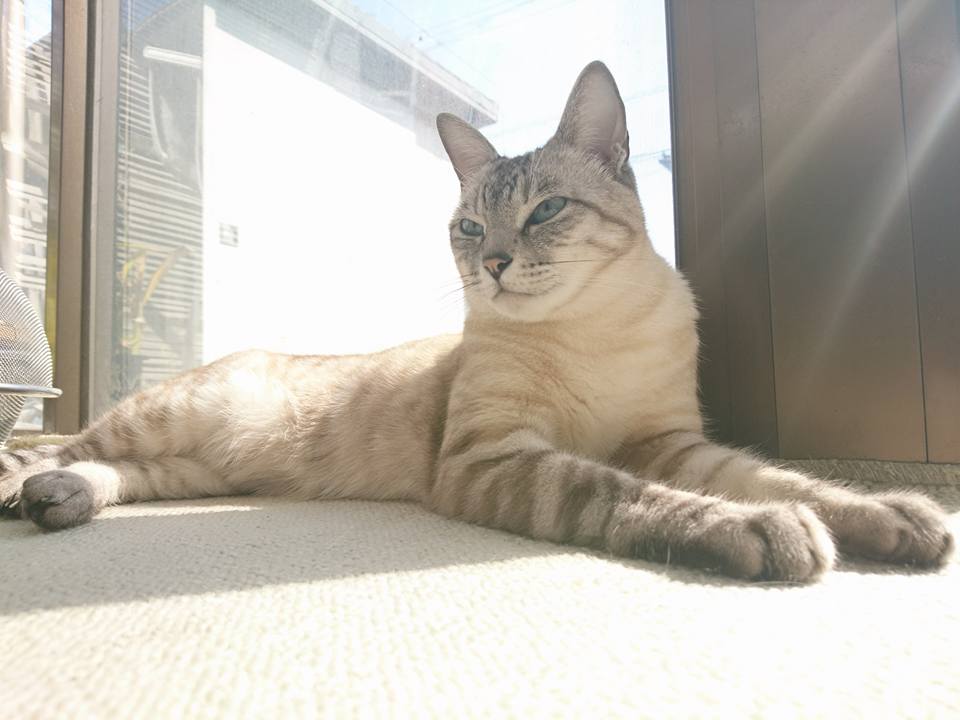 f:id:benkaku:20180329101356j:plain