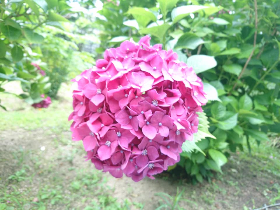 f:id:benkaku:20190624095733j:plain
