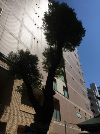 f:id:bennybebad:20161119203556j:plain f:id:bennybebad:20161119203556j:plain