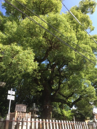 f:id:bennybebad:20161213213422j:plain