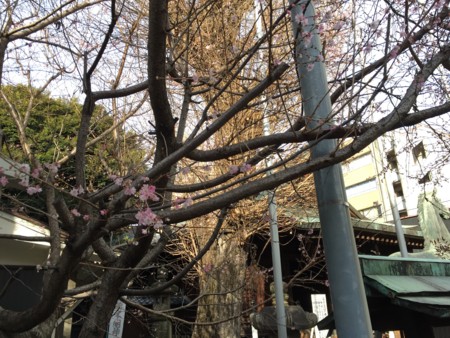 f:id:bennybebad:20161229093703j:plain f:id:bennybebad:20161229093703j:plain