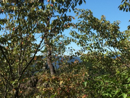 f:id:bennybebad:20170108171011j:plain f:id:bennybebad:20170108171011j:plain