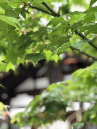 f:id:bennybebad:20180503092300j:plain