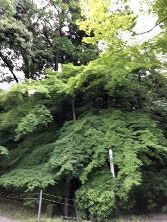 f:id:bennybebad:20180519113001j:plain