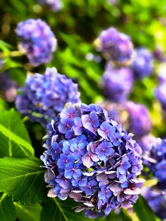 f:id:bennybebad:20180616133030j:plain f:id:bennybebad:20180616133030j:plain