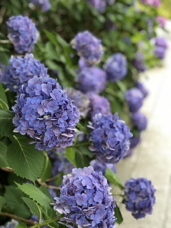 f:id:bennybebad:20180616133041j:plain f:id:bennybebad:20180616133041j:plain