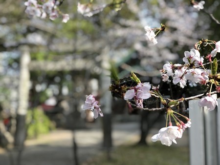 f:id:bennybebad:20190406090229j:plain