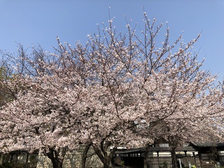 f:id:bennybebad:20190406093233j:plain