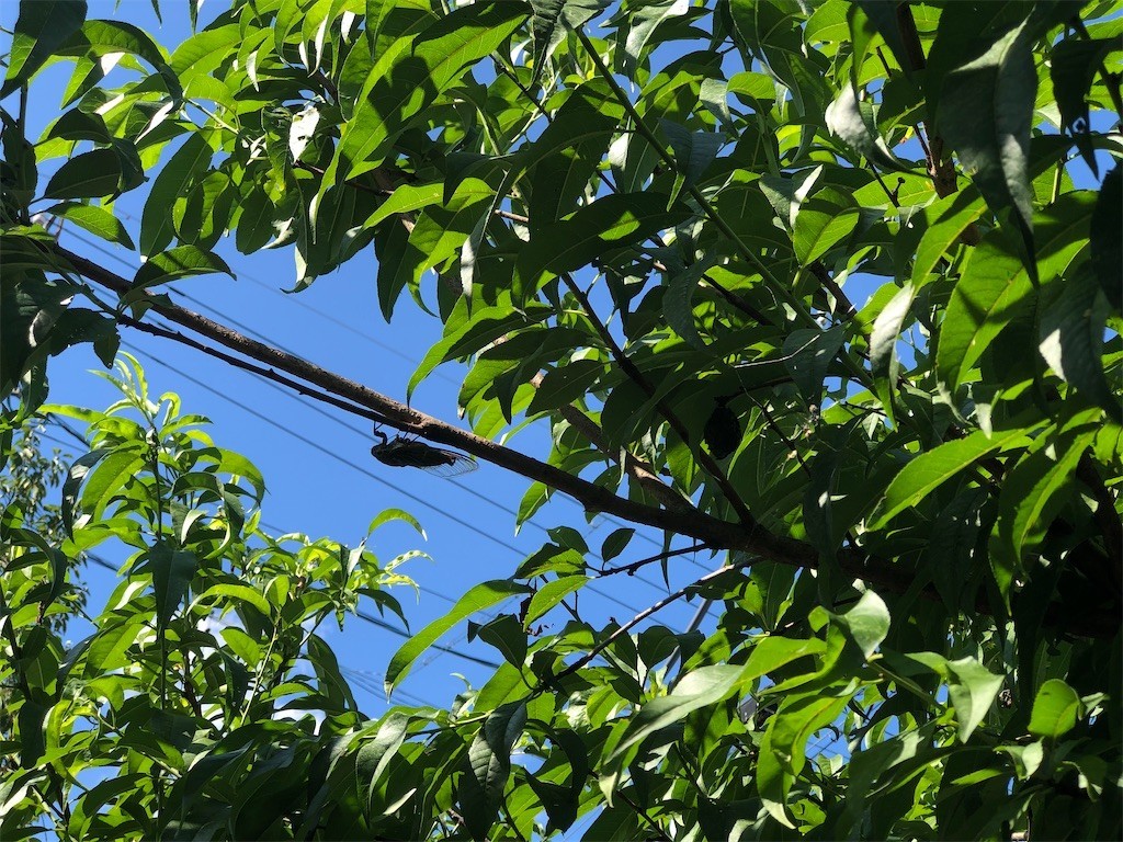 f:id:bennybebad:20220904164310j:image