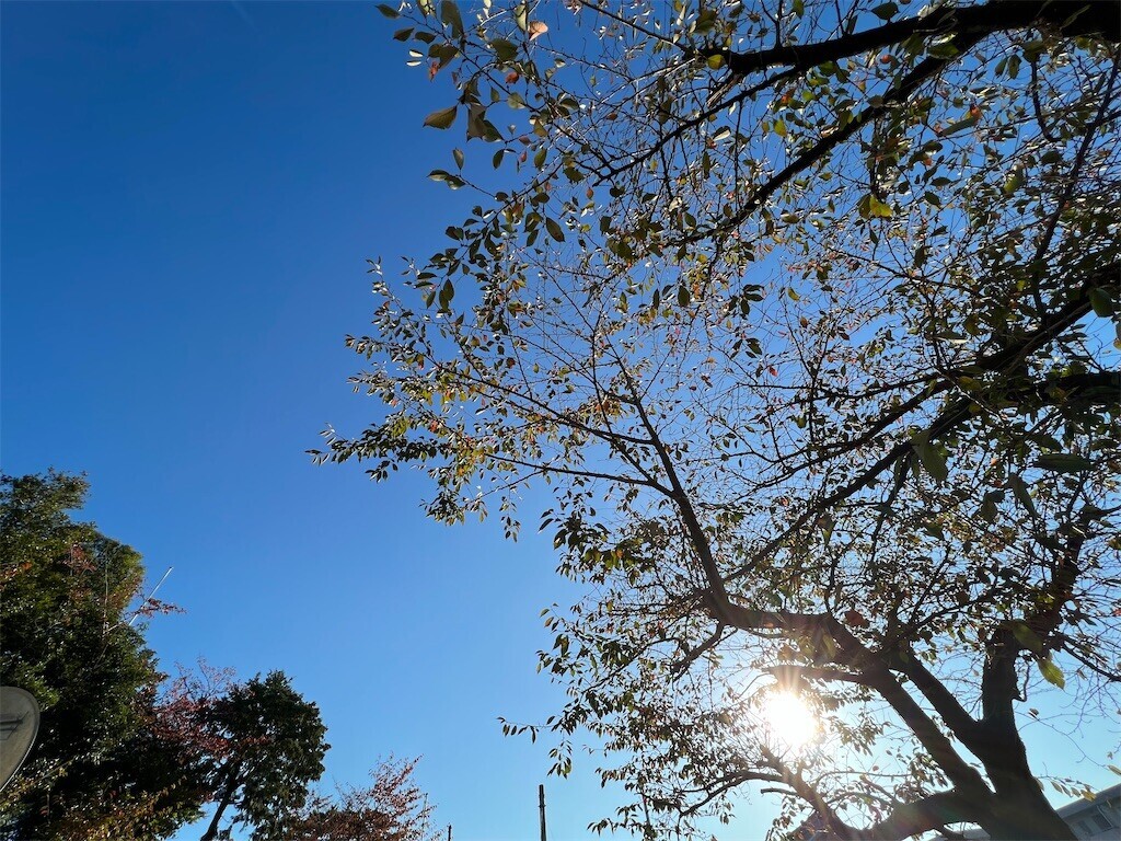 f:id:bennybebad:20240206224511j:image