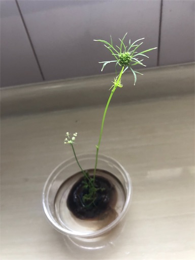 f:id:bento-hajime:20190709081951j:image f:id:bento-hajime:20190709081951j:image