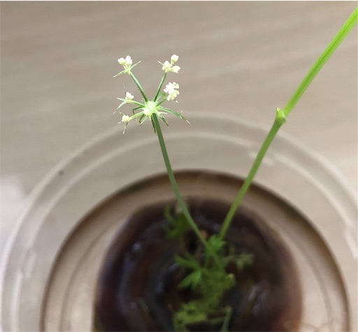 f:id:bento-hajime:20190709082015j:image f:id:bento-hajime:20190709082015j:image