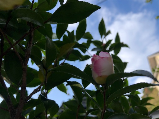 f:id:bento-hajime:20191102083912j:image f:id:bento-hajime:20191102083912j:image