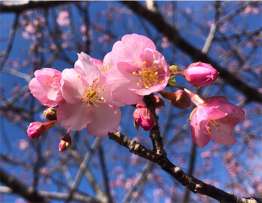 f:id:bento-hajime:20200204110940j:image