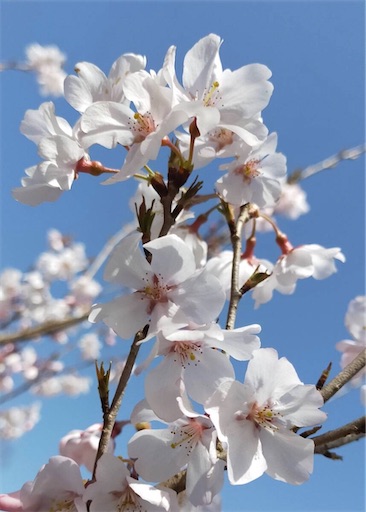 f:id:bento-hajime:20200322082806j:image f:id:bento-hajime:20200322082806j:image