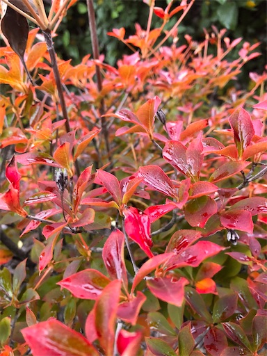 f:id:bento-hajime:20201120081221j:image f:id:bento-hajime:20201120081221j:image