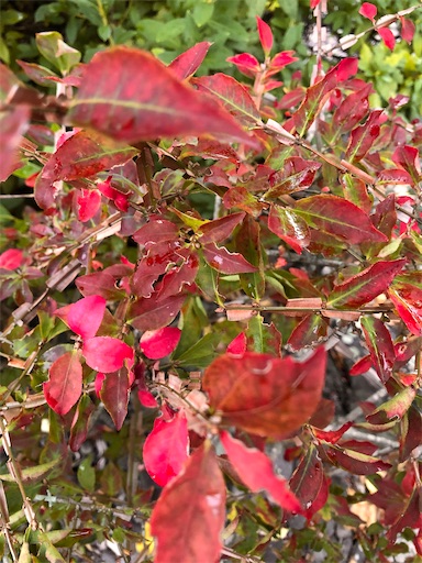 f:id:bento-hajime:20201120081230j:image f:id:bento-hajime:20201120081230j:image