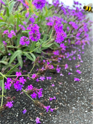 f:id:bento-hajime:20230627065948j:image