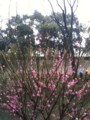 20100306113931