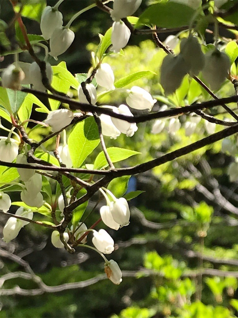 f:id:benton:20190505172017j:image