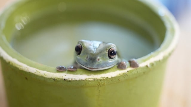 カバー