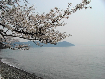 海津の桜