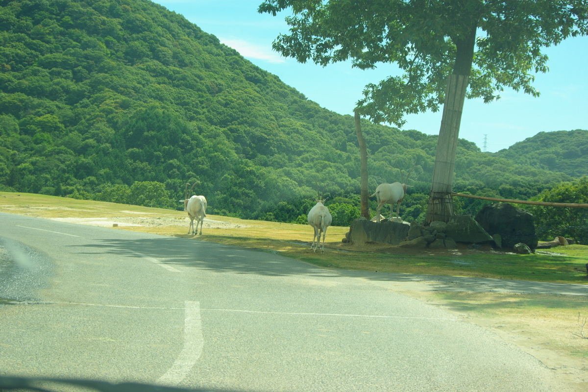 f:id:berao-setouchi-fishing:20190814184126j:plain