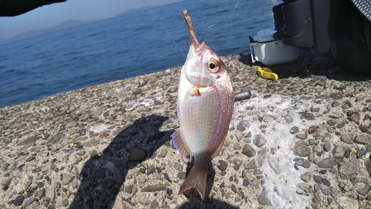 f:id:berao-setouchi-fishing:20191012101858j:plain