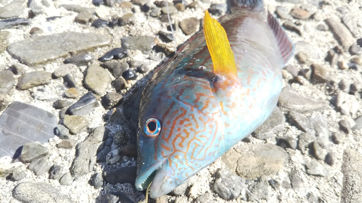 f:id:berao-setouchi-fishing:20191012102138j:plain