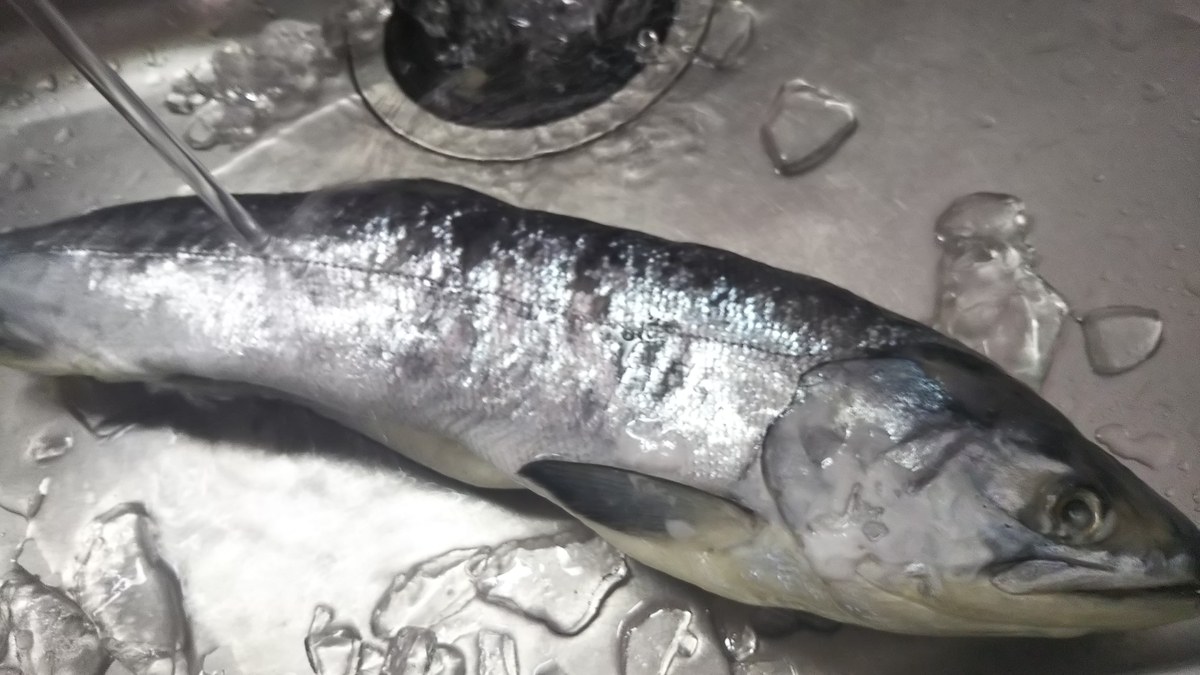 f:id:berao-setouchi-fishing:20191027144130j:plain f:id:berao-setouchi-fishing:20191027144130j:plain