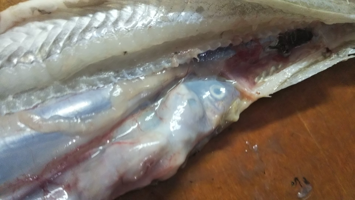 f:id:berao-setouchi-fishing:20191202231818j:plain