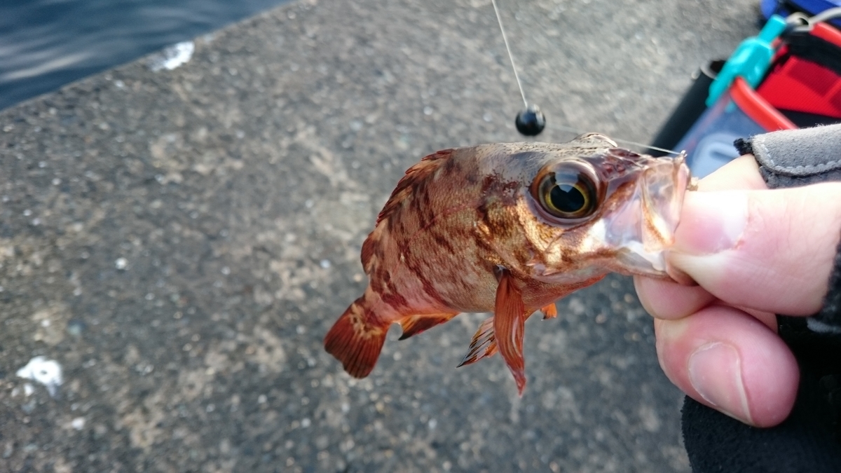 f:id:berao-setouchi-fishing:20200323005248j:plain