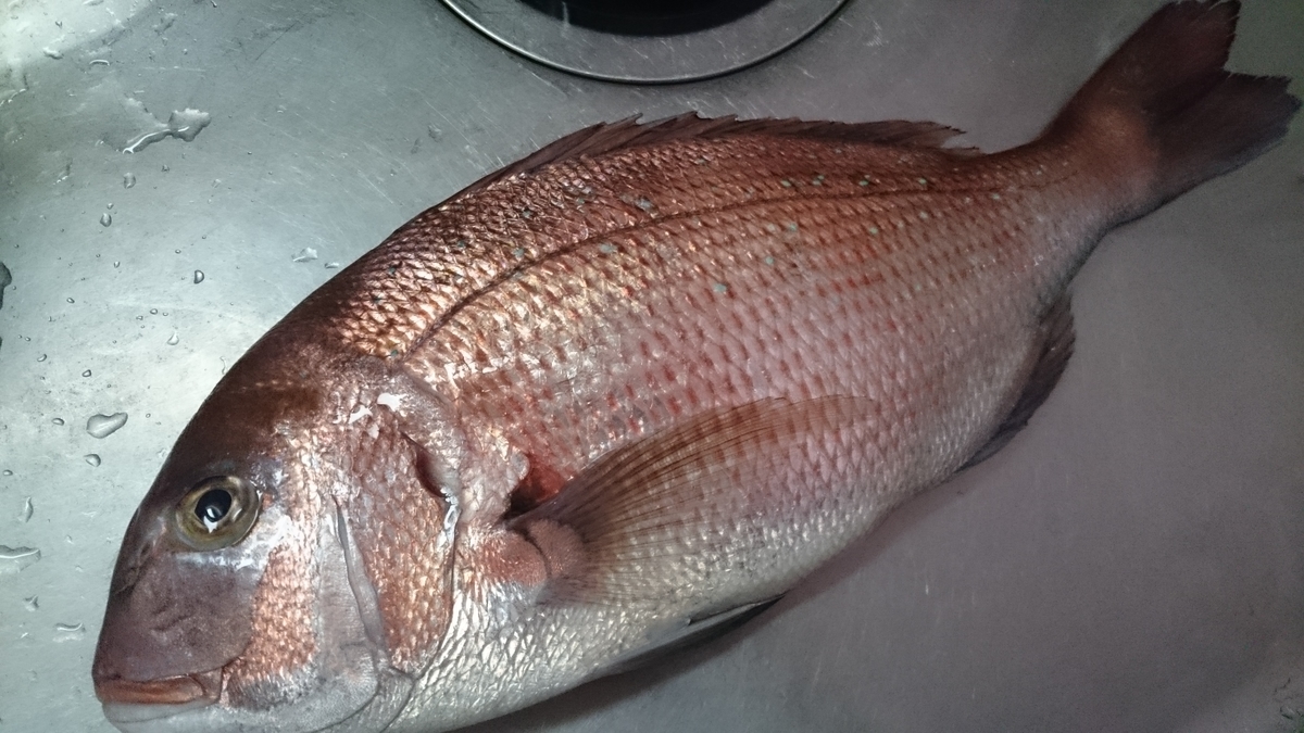 刺身 焼き物 煮つけ 鮮度自慢の魅力的な愛南町の魚たちをさまざまな調理方法で食べてみた たまべら たまにはベラ以外も釣りたい 刺身 焼き物 煮つけ 鮮度自慢の魅力的な愛南町の魚たちをさまざまな調理方法で食べてみた たまべら たまにはベラ以外も釣りたい