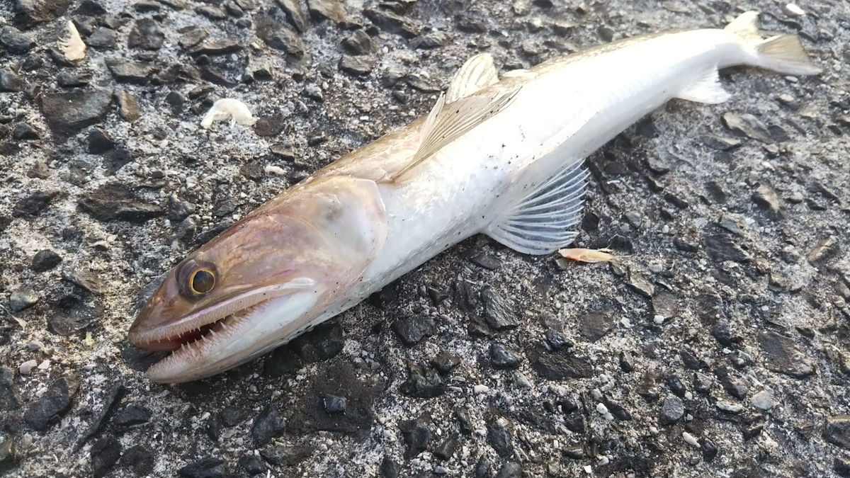 f:id:berao-setouchi-fishing:20200616211153j:plain
